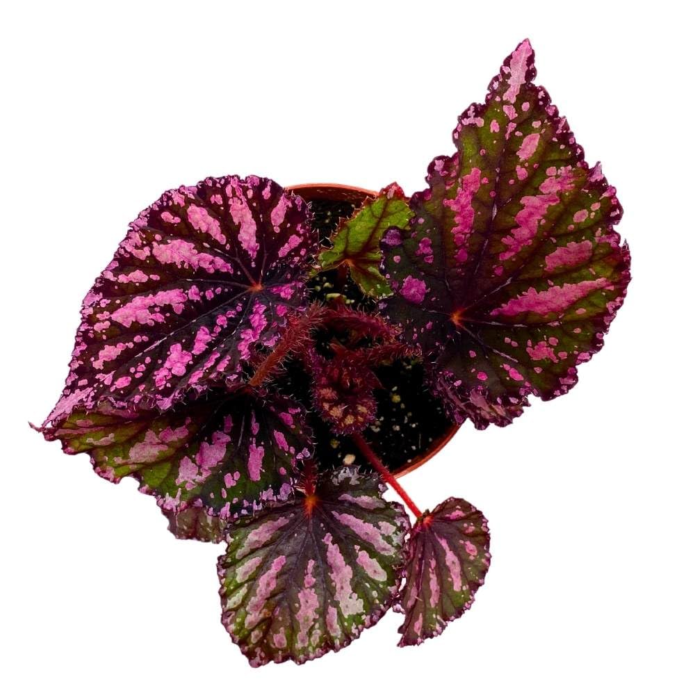 Begonia Rex Lacey Closson 4 inch Multi Colored red Pink Green with Black Stripes White Splash