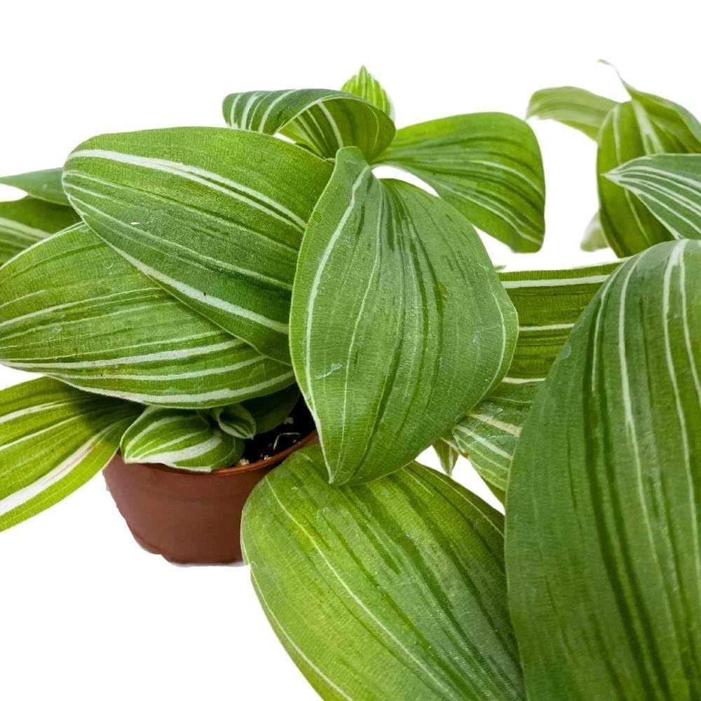 Green and White Wandering Dude 2 inch Set of 3 Tradescantia albiflora albo-vittata fluminensis Tiny Mini Pixie Plants