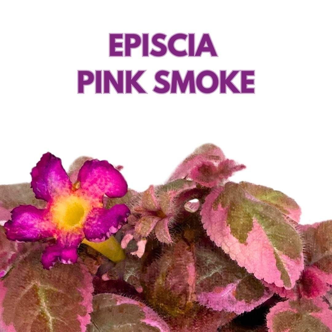 Harmony Foliage Episcia Pink Smoke Rare Variegated Flame Violet Flowering Gesneriad