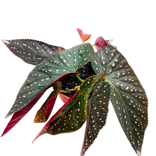 Harmony's Dark Dreamer Angel Wing, 6 inch Cane Begonia Pink Polkadots Variegated Tip