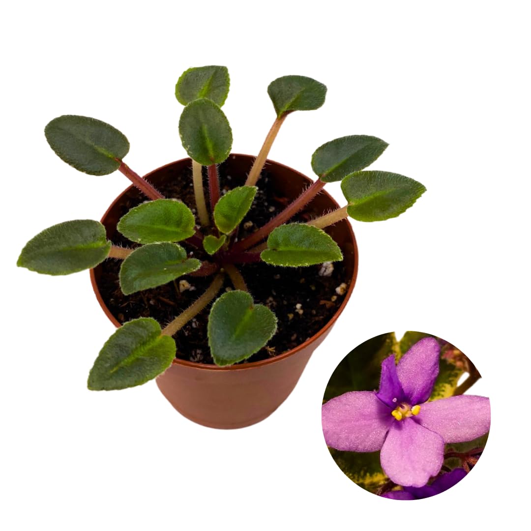 Harmony Foliage Mini African Violet Jersey Sugar Plum 2 inch Pink Purple Flower