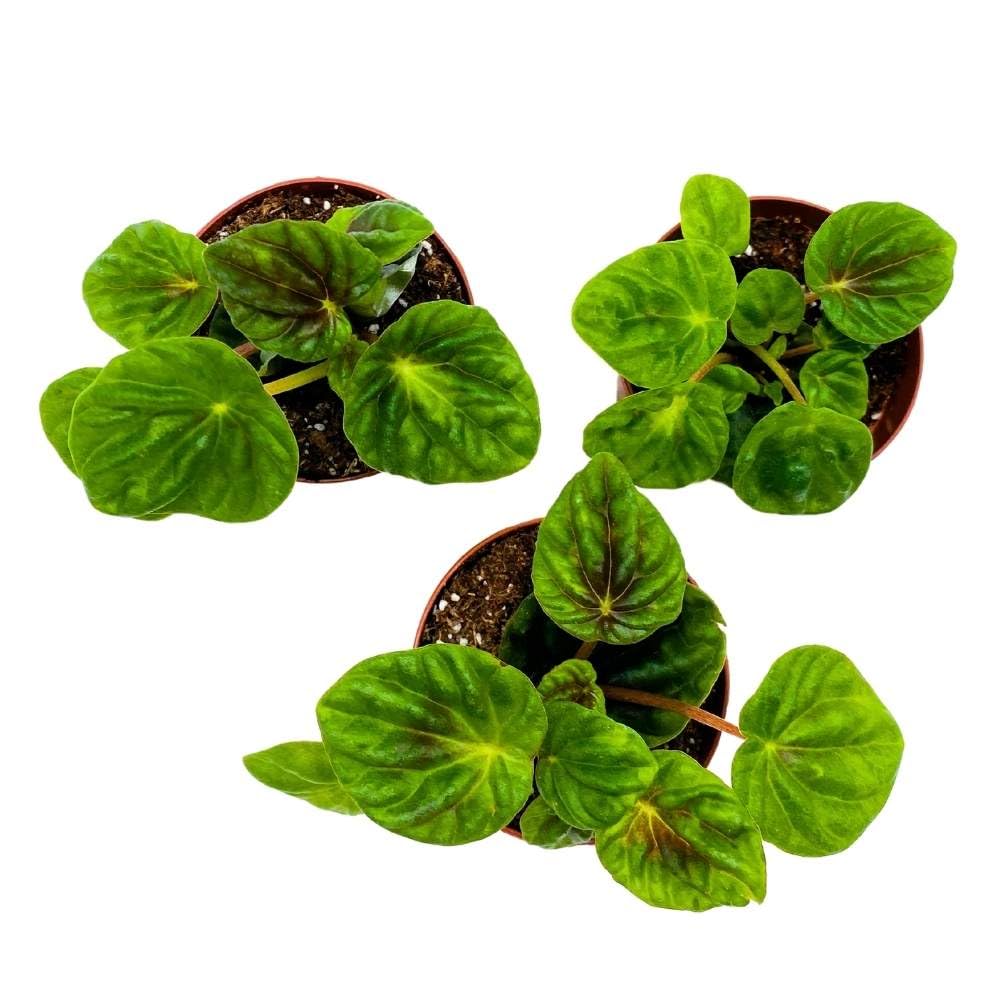 Peperomia Emerald Ripple Dark Green, 2 inch Set of 3, Pep Caperata