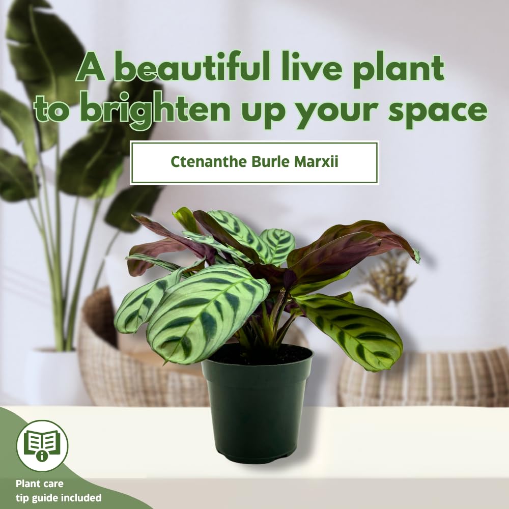 BubbleBlooms Calathea Burle Marxii in a 4 inch Pot Prayer Plant