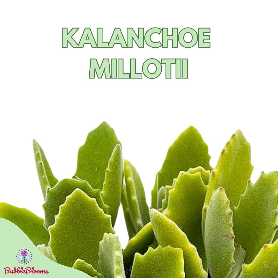 Kalanchoe millotii, 4 inch, Millot Kalanchoe, Green Fuzzy Furry Leaves Succulent