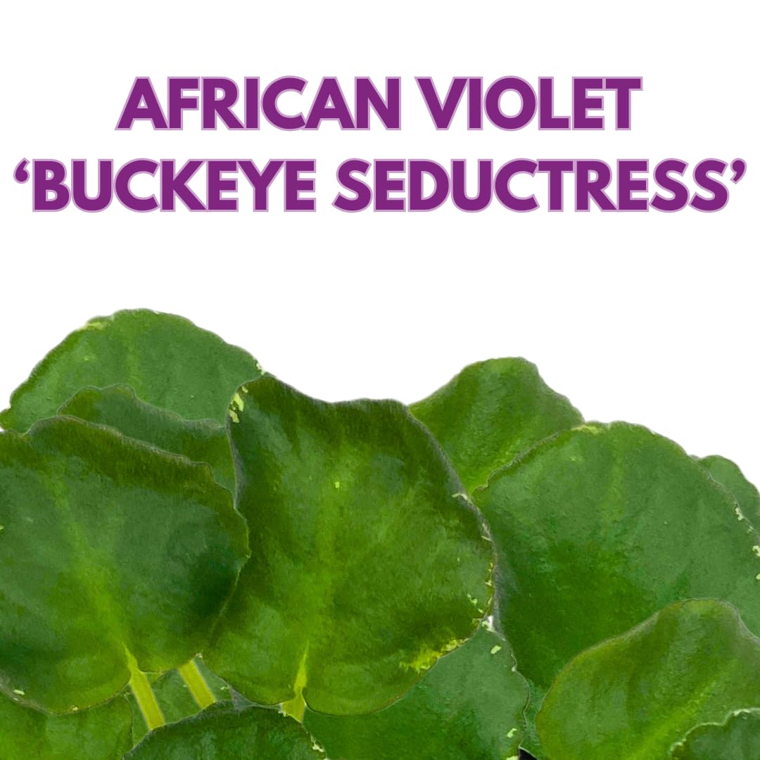 Harmony Foliage African Violet Buckeye Seductress 4 inch Purple Super Ruffle Flower