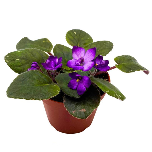 Harmony Foliage African Violet Lucien Croteau 4 inch Gesneriad