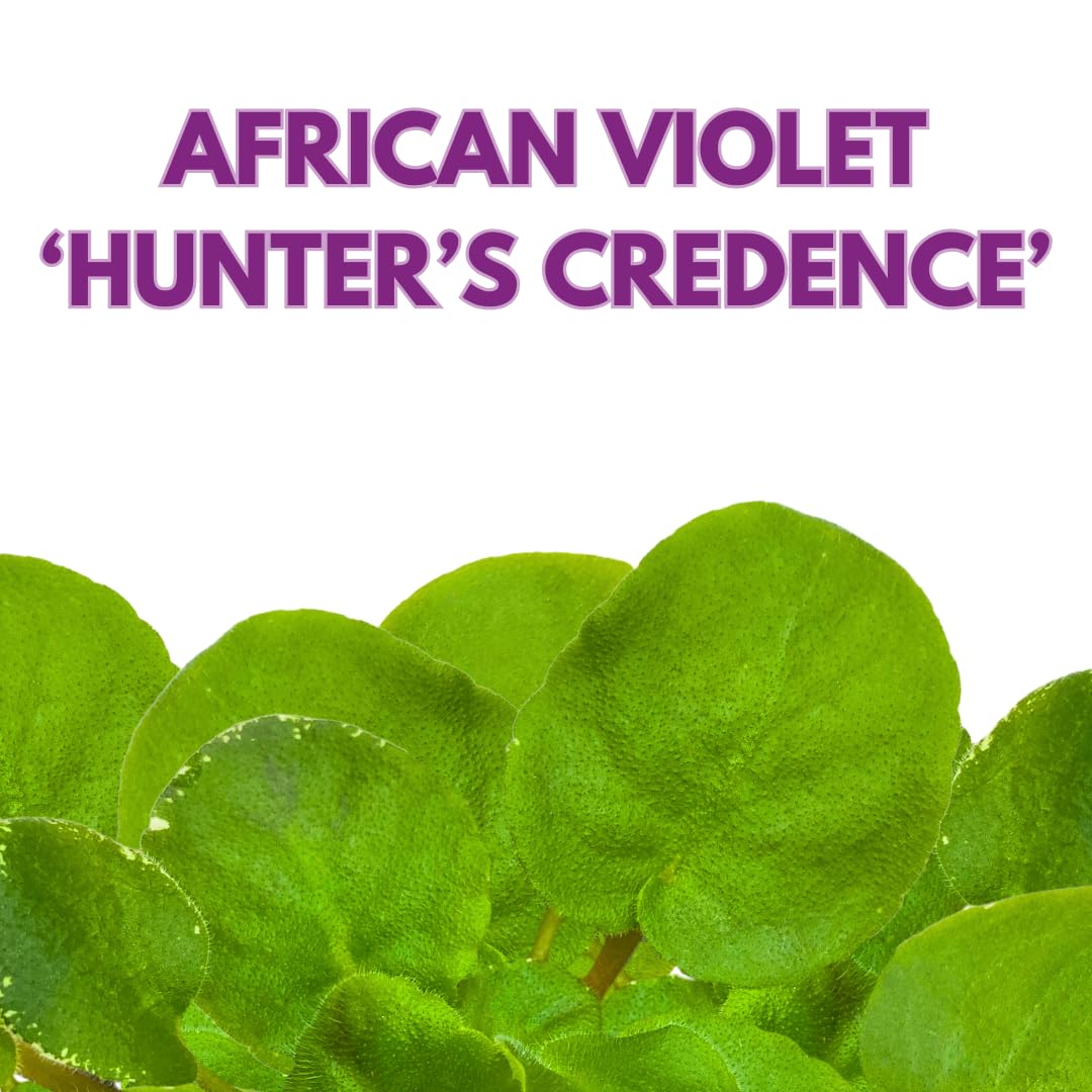 Harmony Foliage African Violet Hunter's Credence 4 inch Blue Ruffle