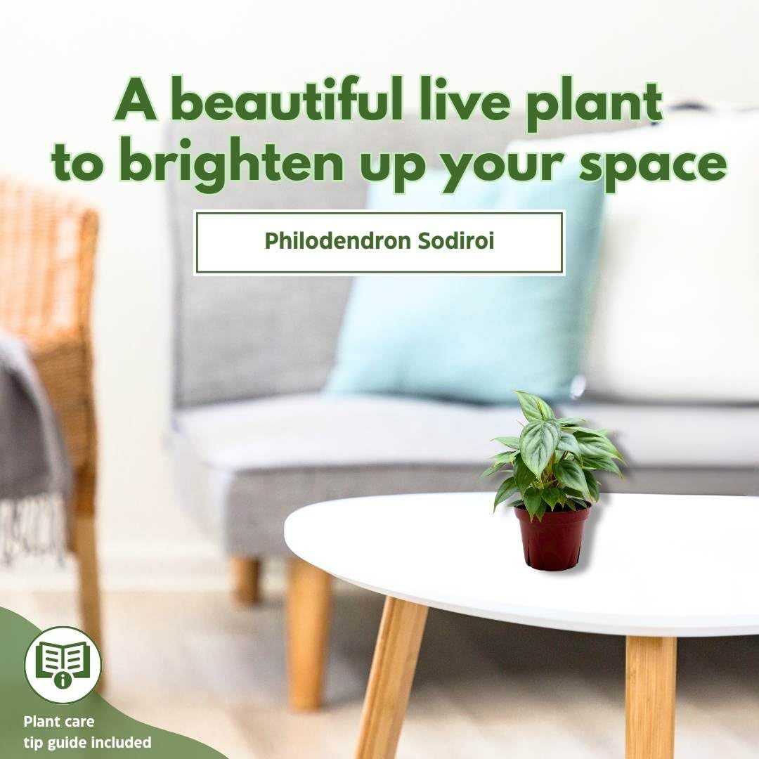 BubbleBlooms Philodendron Sodiroi Ornatum Silver, Silver-Leaf Philo in 4 inch Pot