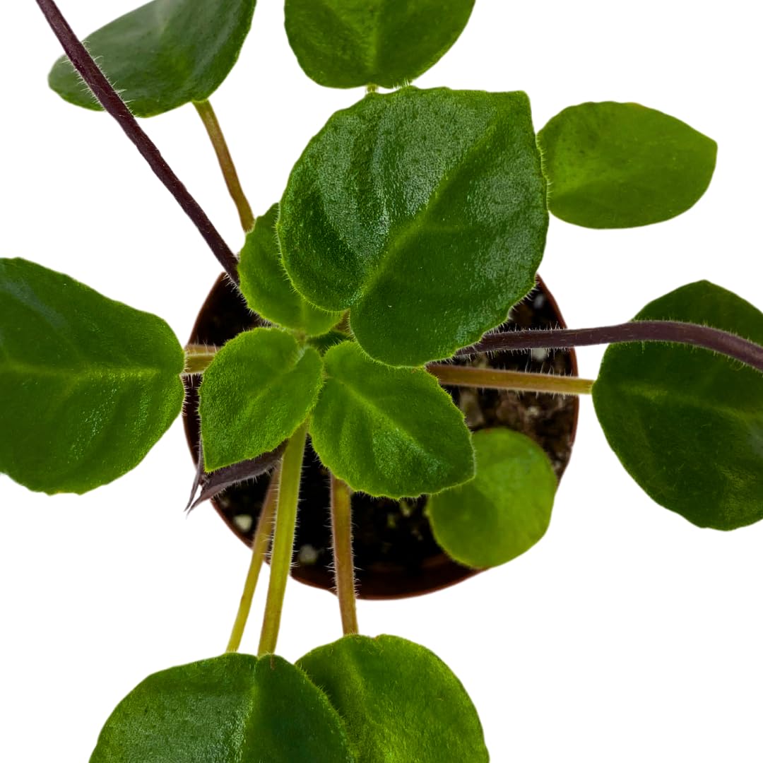 Harmony Foliage Primulina Tamiana Mini 2 inch White Purple Flower