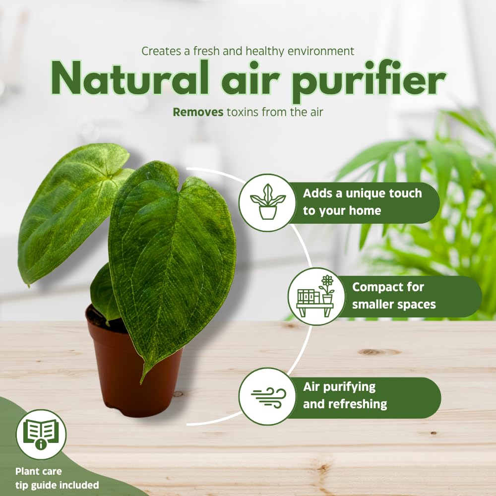 BubbleBlooms Syngonium Chapense in a 2 inch Pot Tiny Minie Pixie Plant