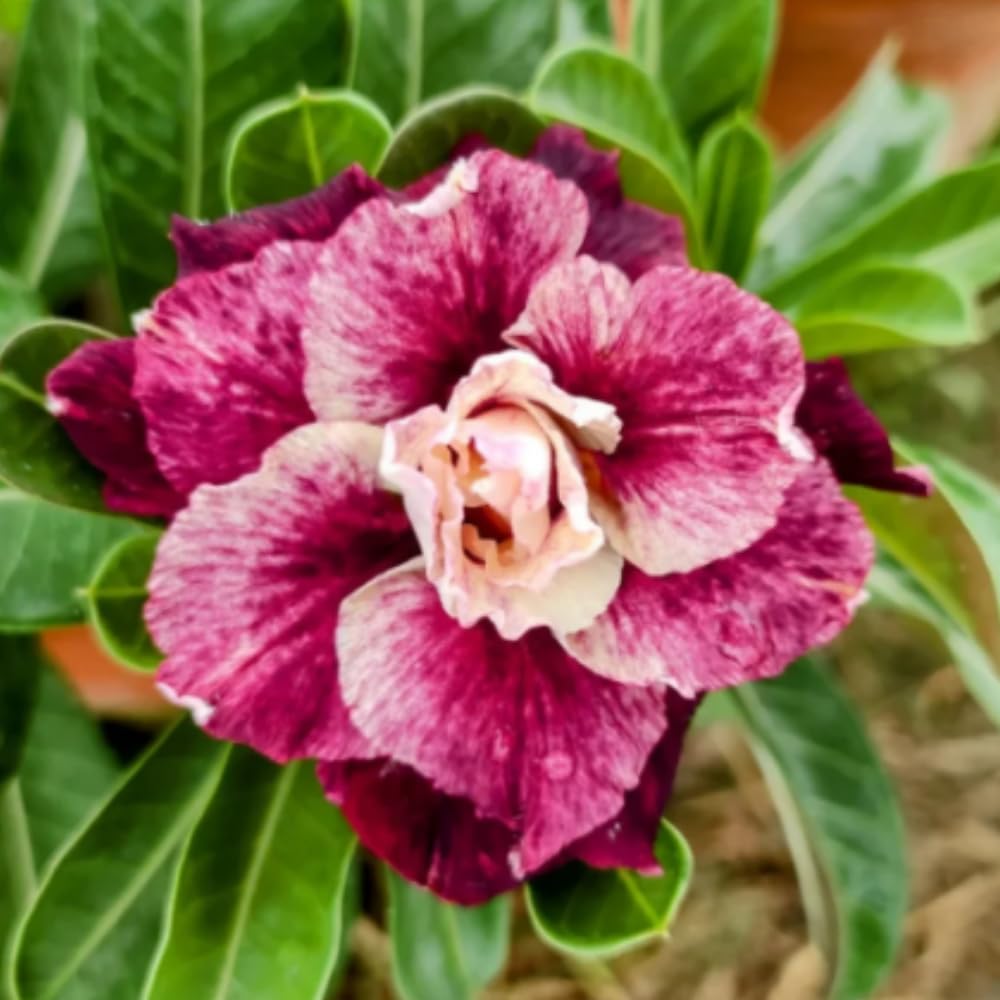 BubbleBlooms Desert Rose Sissi in a 4 inch Pot Extremely Rare Flower