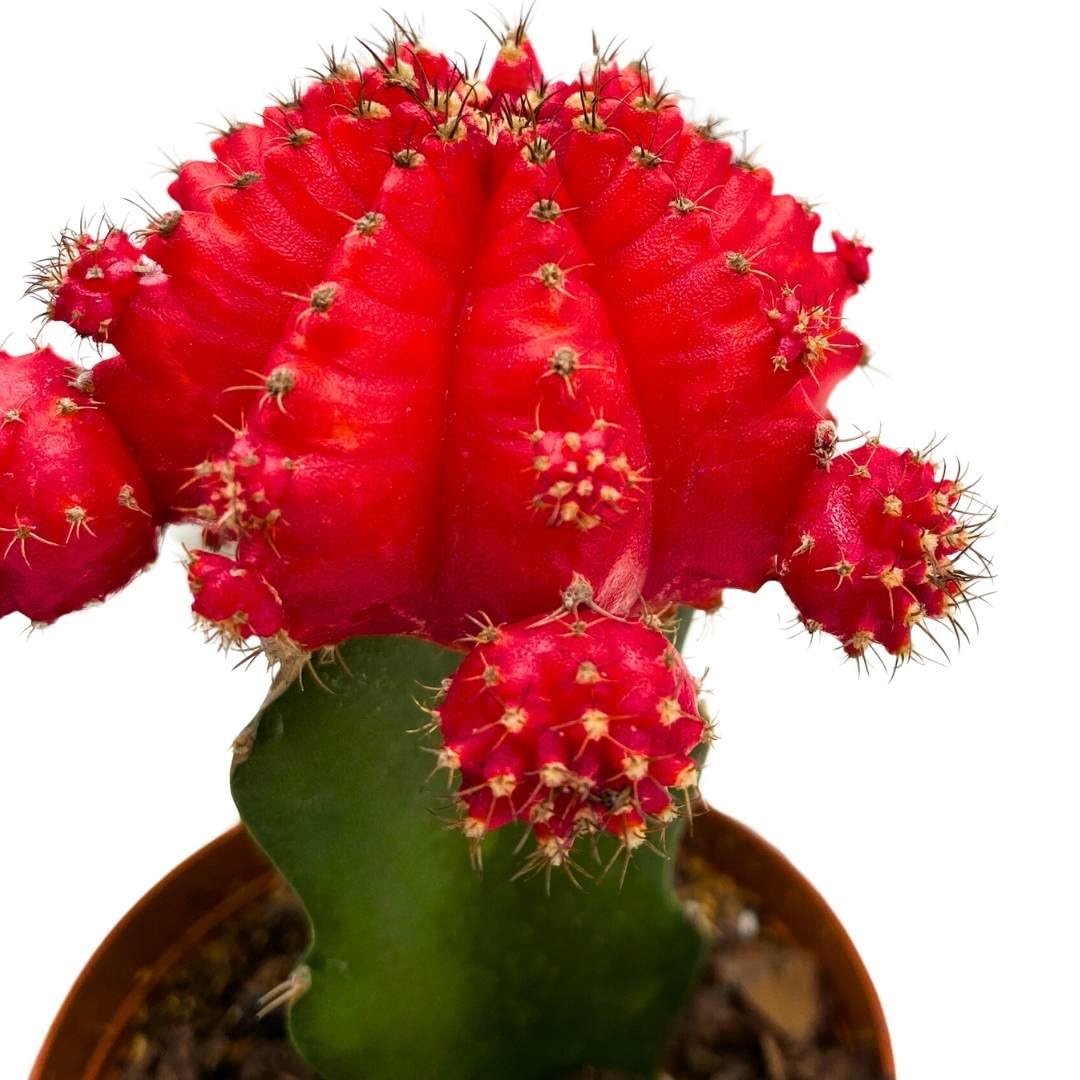 BubbleBlooms Grafted Red Moon Cactus 3 inch