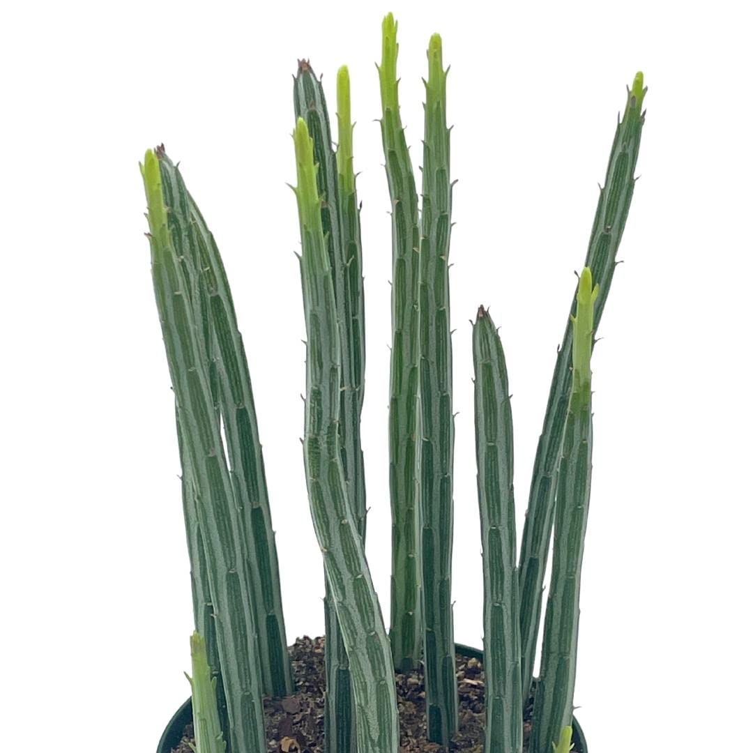 pickle plant succulent kleinia stapeliiformis BubbleBlooms Kleinia stapeliiformis in a 4 inch Pot Pickle, Candle Sti – Florida House Plants