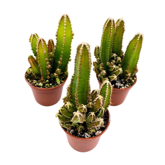 Fairy Castle Cactus, 2 inch Set of 3, Acanthocereus tetragonus Tiny Mini Pixie Plants