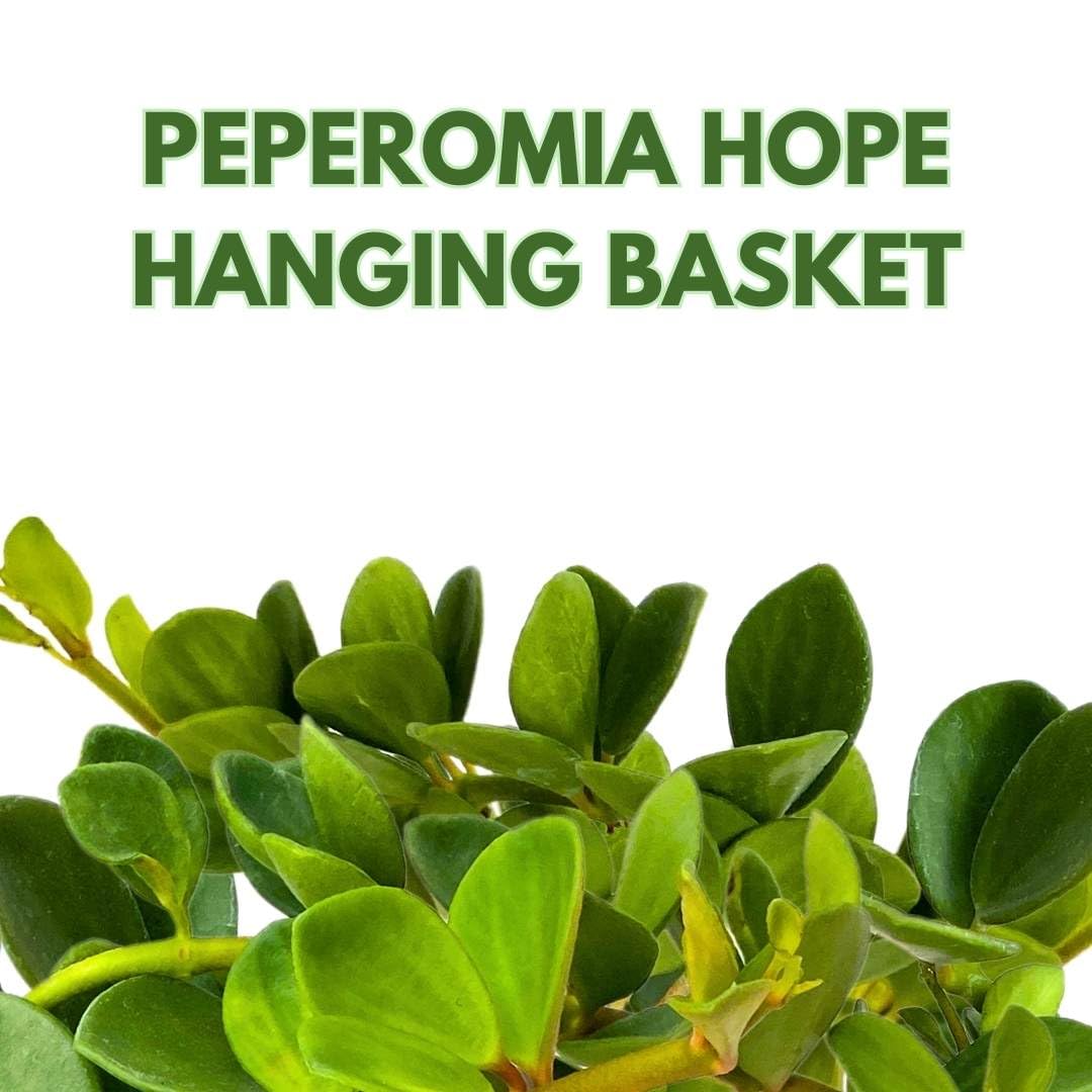 BubbleBlooms Peperomia Hope in a 4 inch Hanging Basket