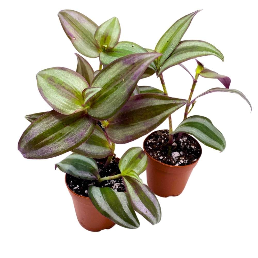 Tradescantia Silver Zebrina 2 inch Set of 3 Grey Wandering Dude pendula Spiderwort Tiny Mini Pixie Plants