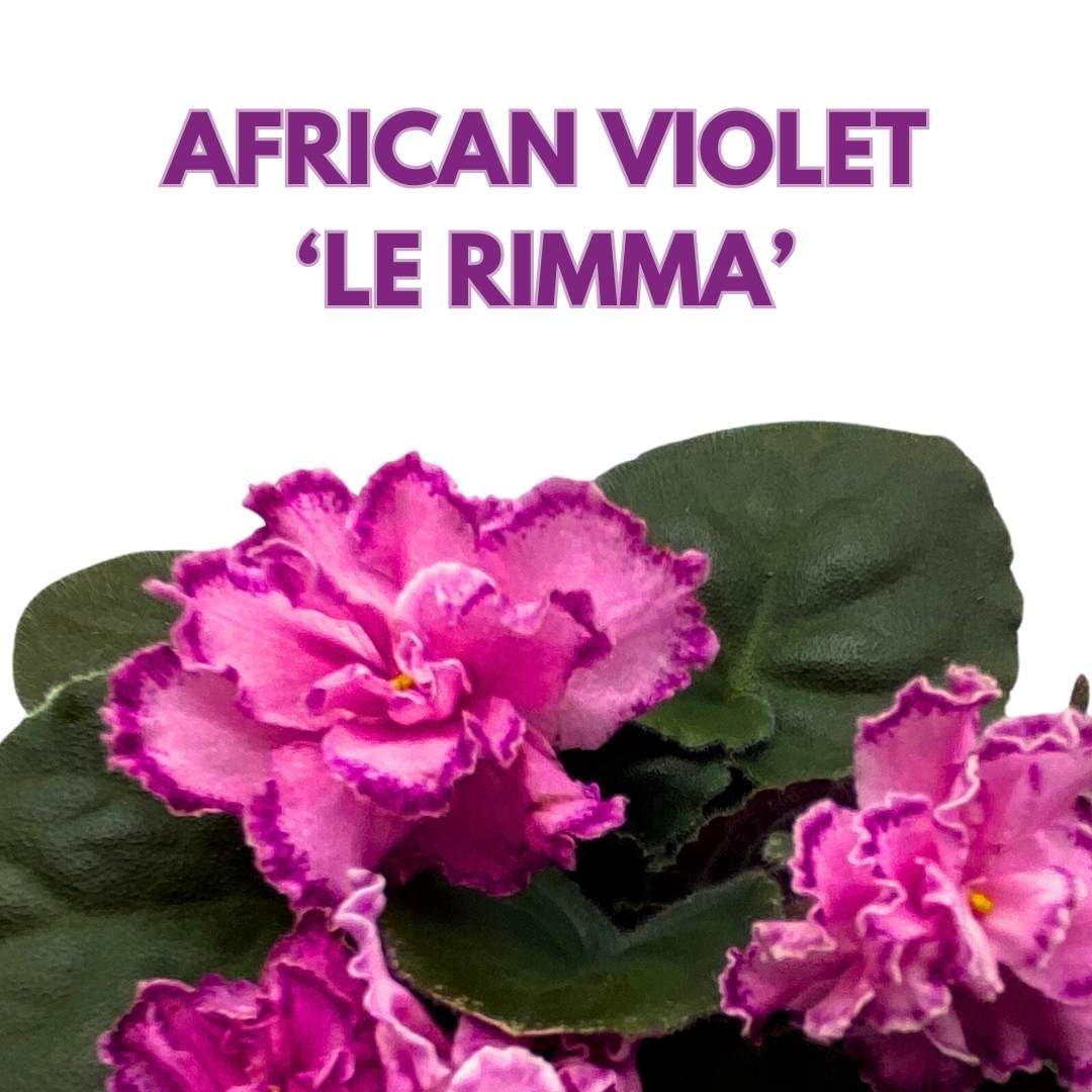 Harmony Foliage African Violet LE Rimma 4 inch