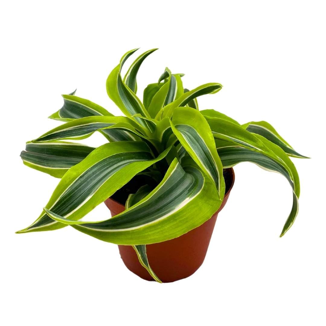 Dracena 'Lemon Surprise', 4 inch Dracaena deremensis, Lemon Lime fragans