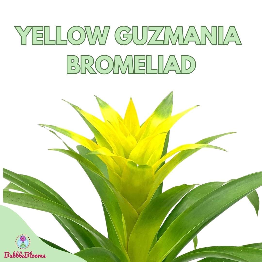 Yellow Bromeliad, 4 inch, Nidularium billbergioides