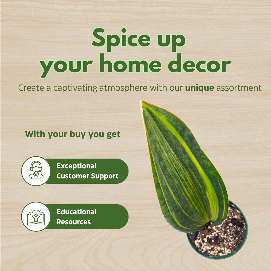 BubbleBlooms Variegated Whale Fin Snake Plant in a 6 inch Pot Sansevieria Masoniana Yellow Variegation, Whale Tail