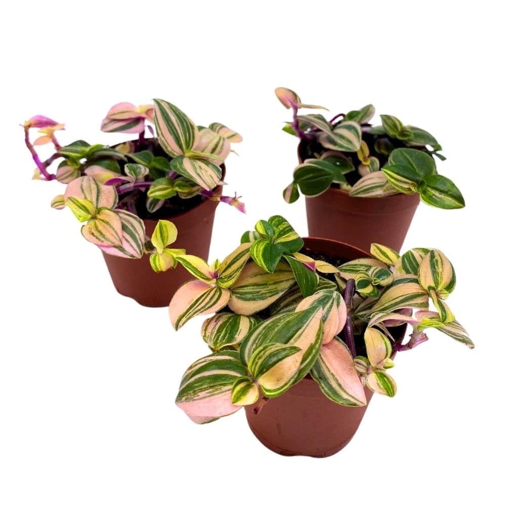 Tradescantia Mundula Lisa Tricolor Quadricolor Wandering Dude, 2 inch Set of 3, Tiny Mini Pixie Plant