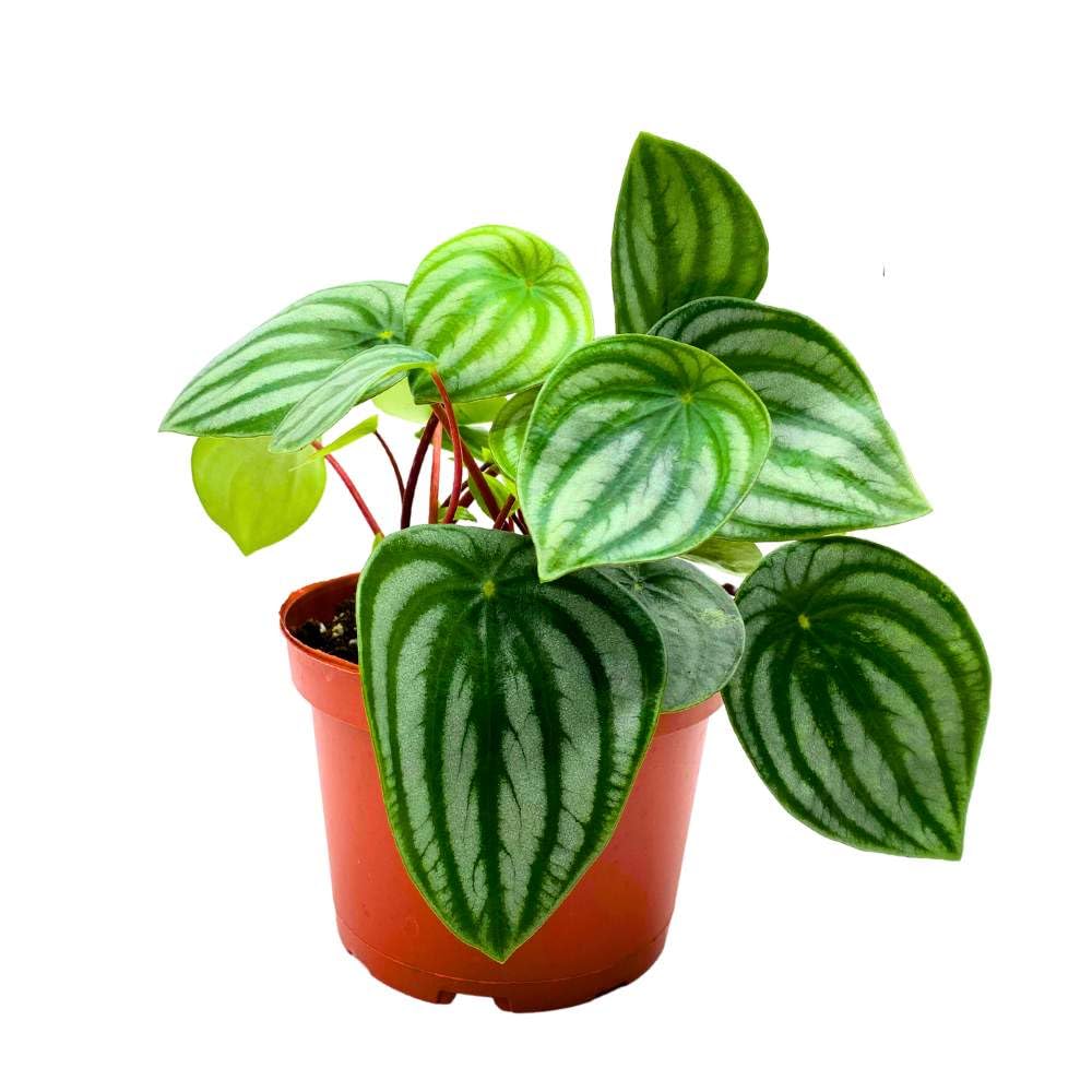 Peperomia Watermelon, Pep argyreia