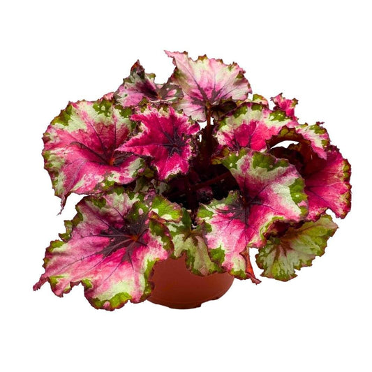 Harmony's Red Rider Begonia Rex 6 inch Pinkish Red Curls