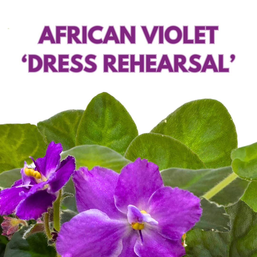 Harmony Foliage African Violet Dress Rehearsal 4 inch Pink White Flower