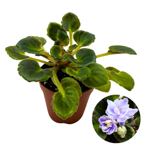 Harmony Foliage Mini African Violet N. Frosty January, 2 inch Purple Flower