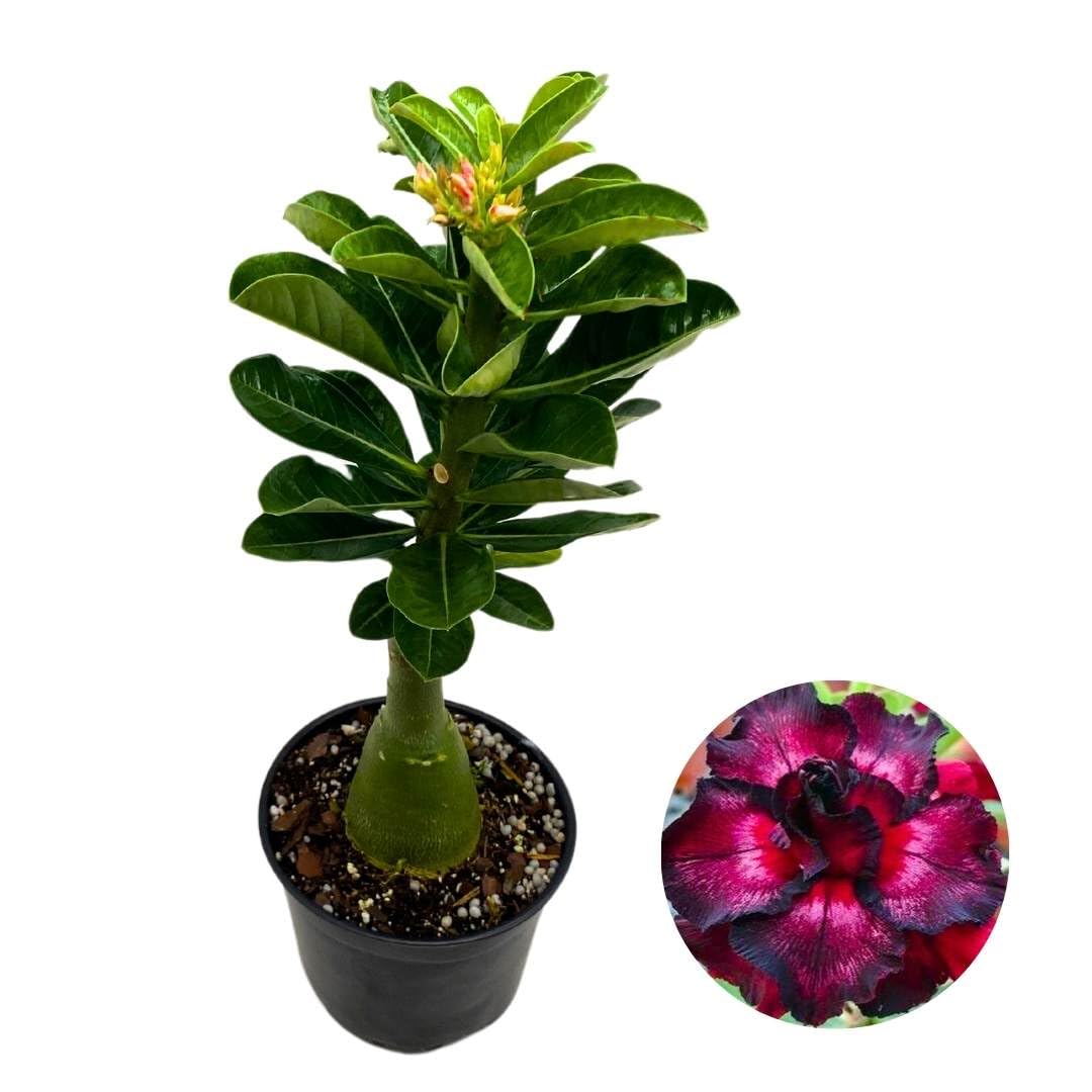 BubbleBlooms Desert Rose Moran 5 inch Pot Black Purple and Red Variegated Exotic Rare Flower