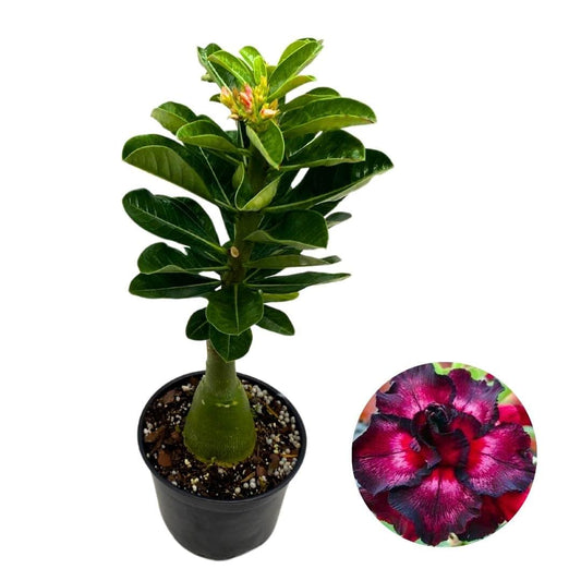 BubbleBlooms Desert Rose Moran 5 inch Pot Black Purple and Red Variegated Exotic Rare Flower