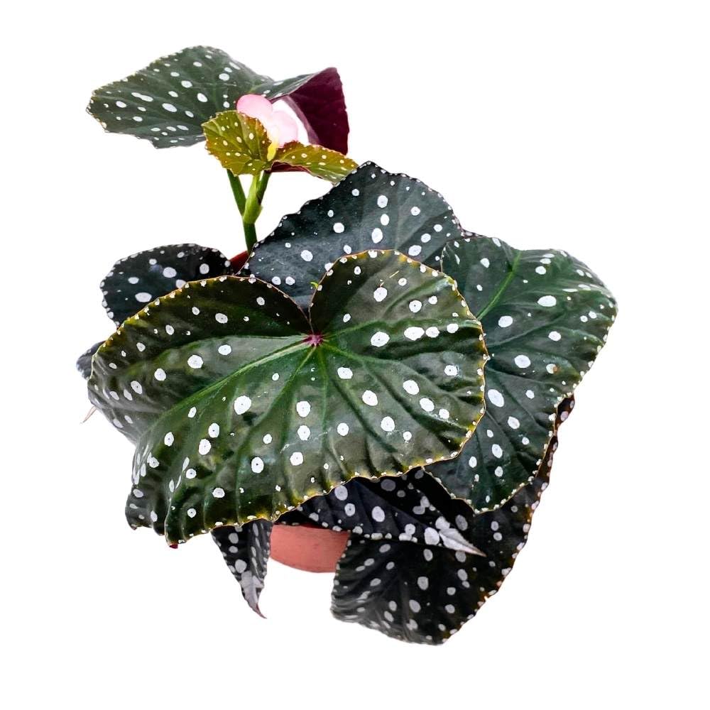 Harmony's Supernatural Angel Wing, 6 inch Cane Begonia Large Silver Tip Pink Flower Polkadot