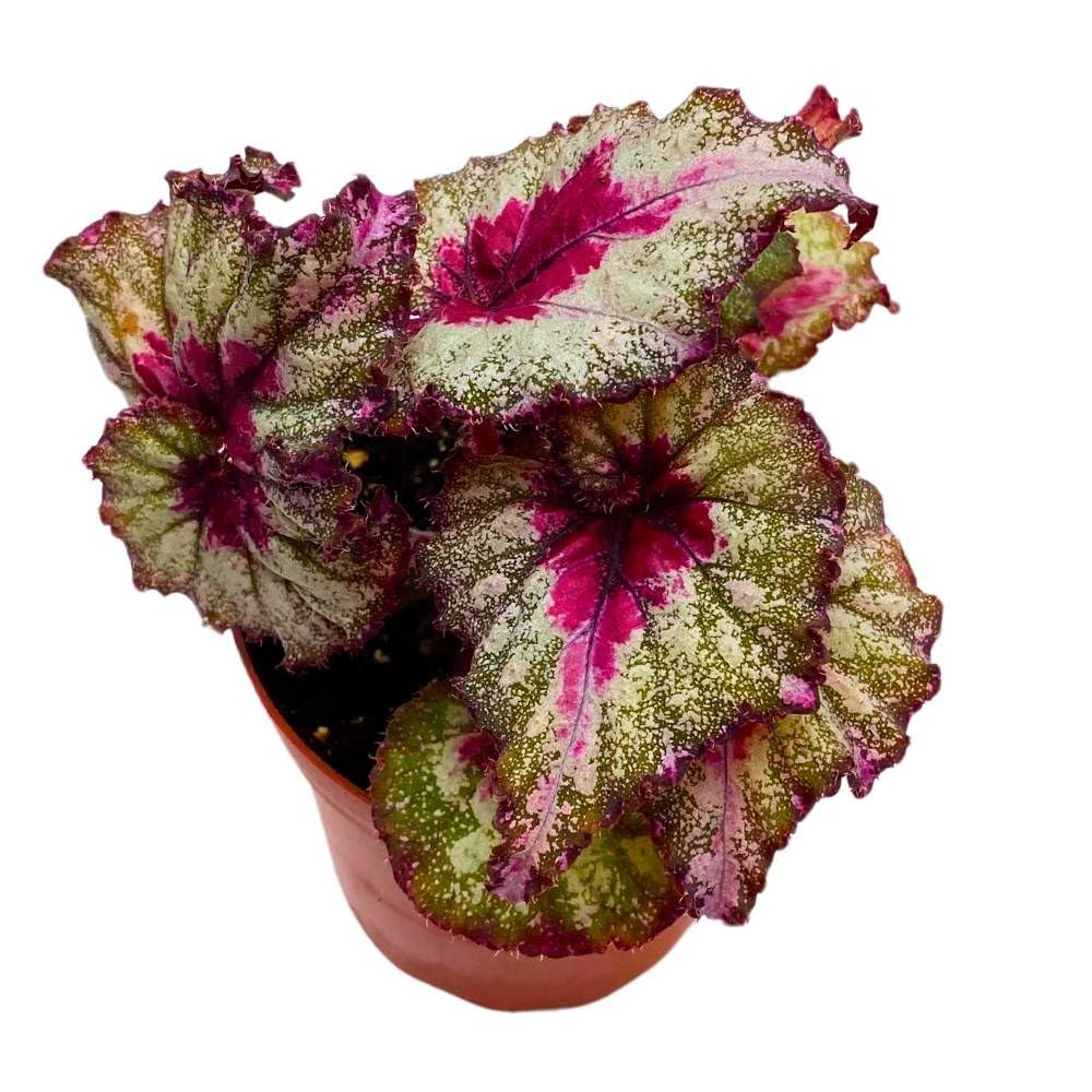 Harmony's Helios 4 inch Begonia Rex Multicolor Ruffle Splash