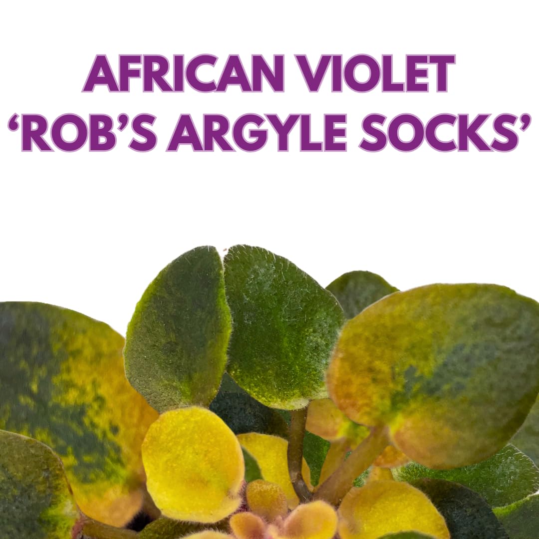 Harmony Foliage Mini African Violet Rob's Argyle Socks Variegated 2 inch Pink Purple Flower