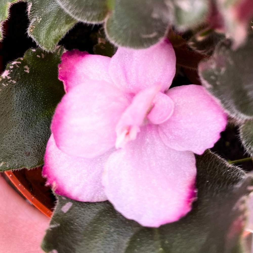 Wrangler's Dixie Celebration Variegated African Violet, 4 inch, Gesneriad Light Pink Flower Dark Pink Blushes
