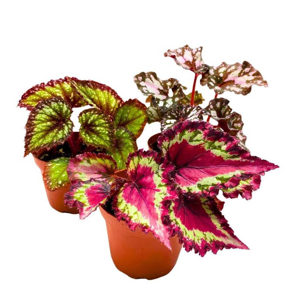 Harmony's Begonia Rex Assortment, 4 inch 3 Different Colorful Rex Begonias