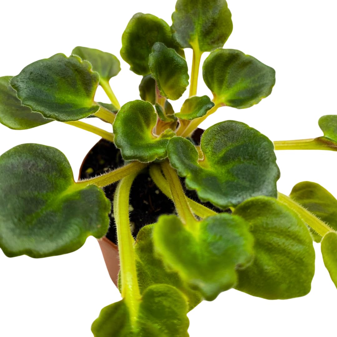 Harmony Foliage Mini African Violet N. Frosty January, 2 inch Purple Flower