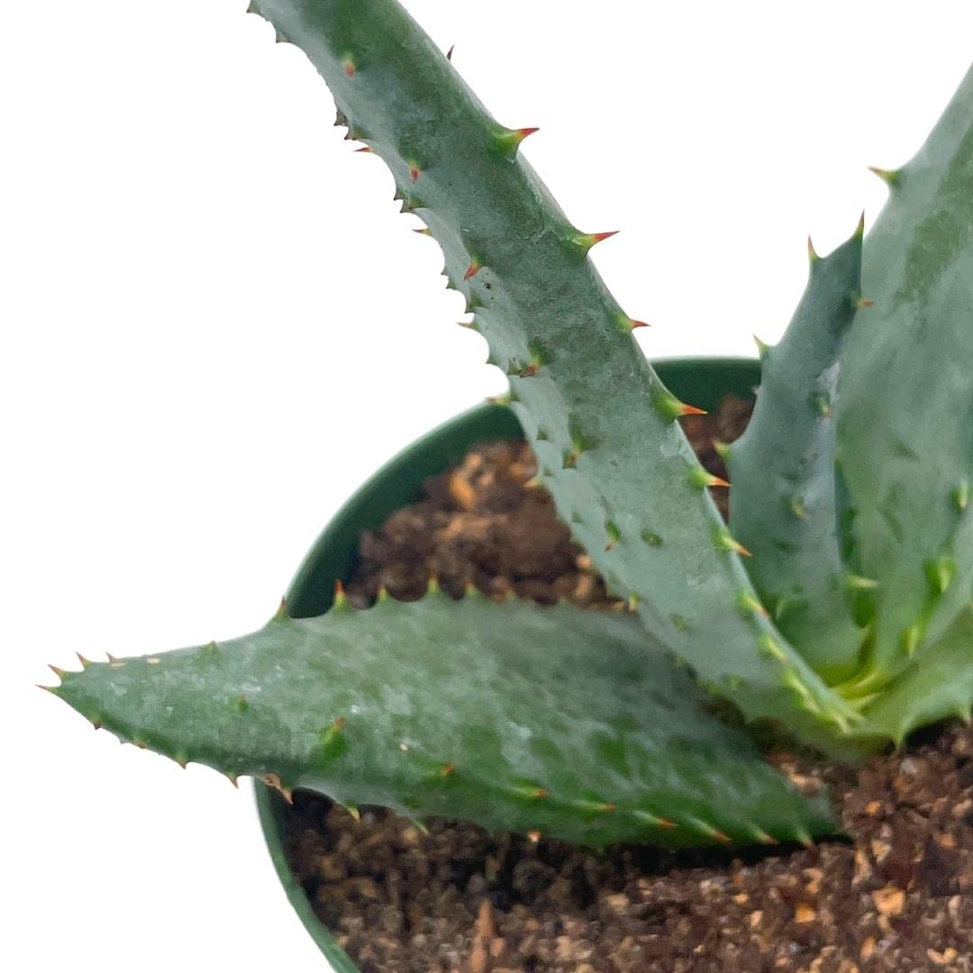 Aloe Ferox 'Cape' Bitter Aloe, in 4 inch Pot