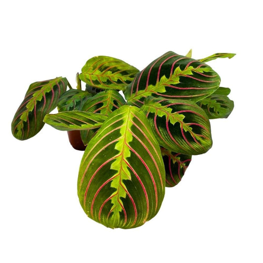 Maranta leuconeura Tricolor, 2 inch Set of 3, Prayer Plant Tiny Mini Pixie