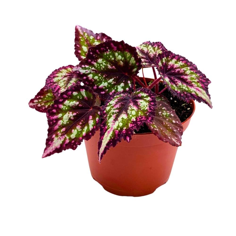 Harmony's Comet Begonia Rex 6 inch Pink Green White Splash Tip