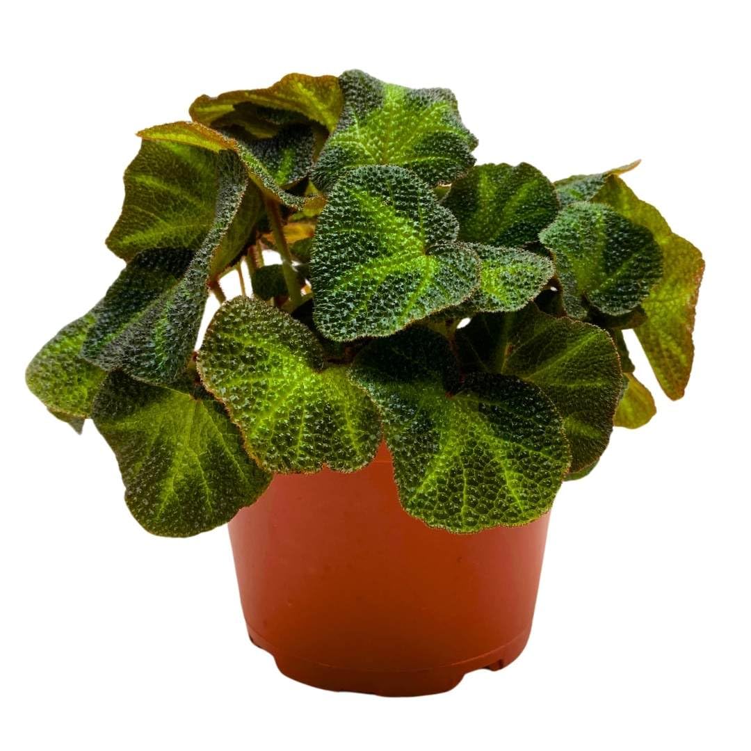 Begonia Soli Mutata Rhizomatous Rhizo in a 6 inch Green Fuzzy Leaves