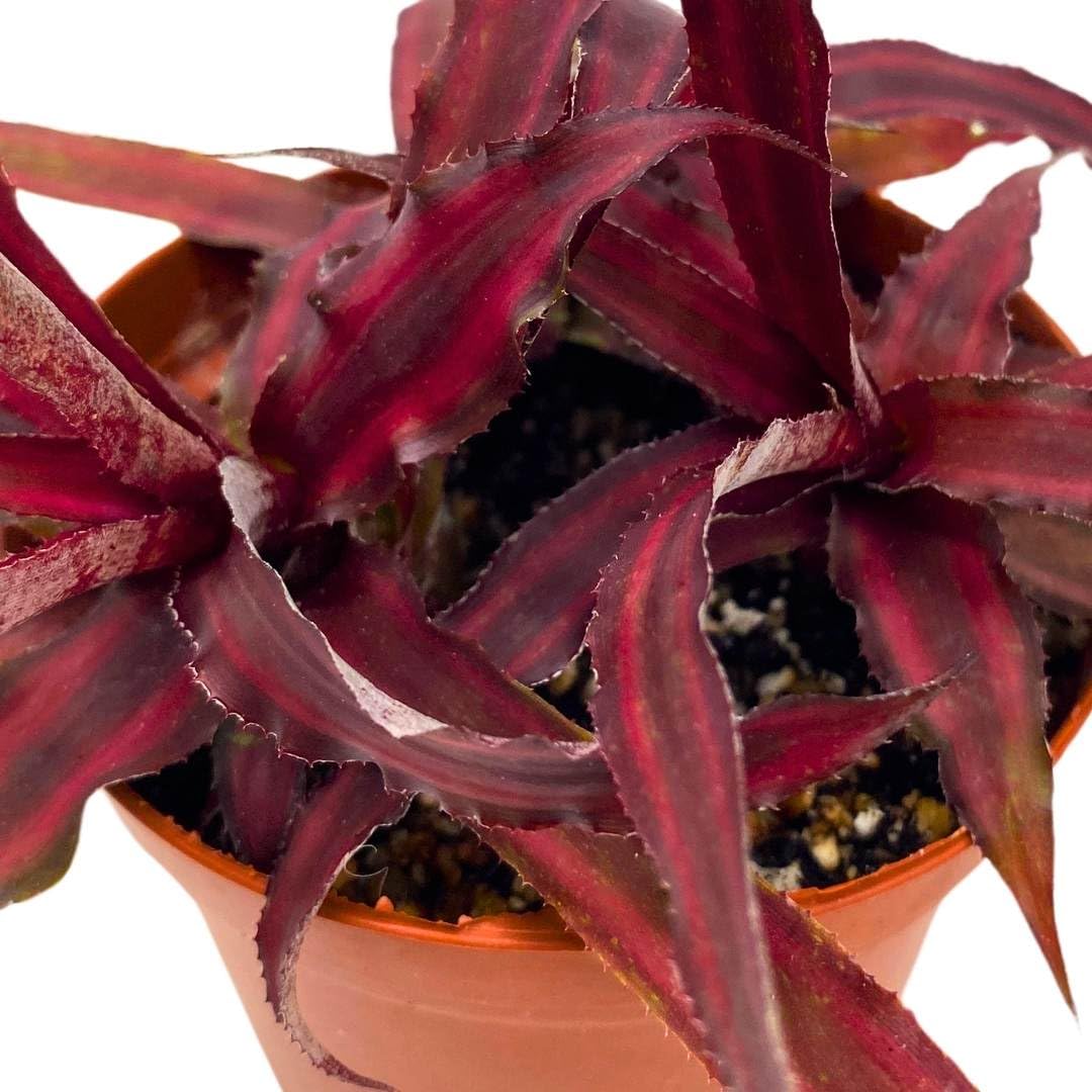 BubbleBlooms Dark Red Crpyanthus Earth Star in a 4 inch Pot