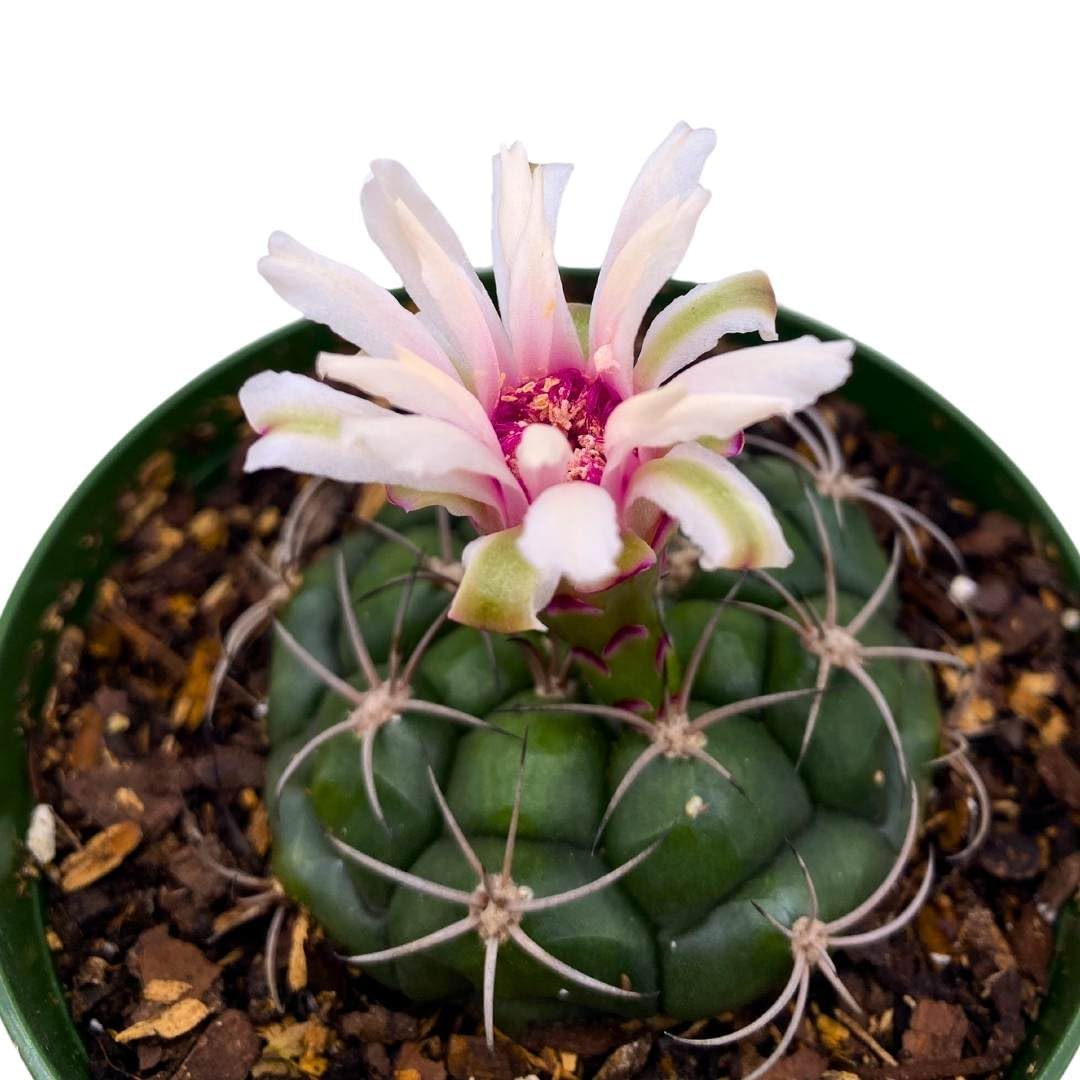 BubbleBlooms Rare Gymnocalycium Moon Cactus in a 4 inch Pot