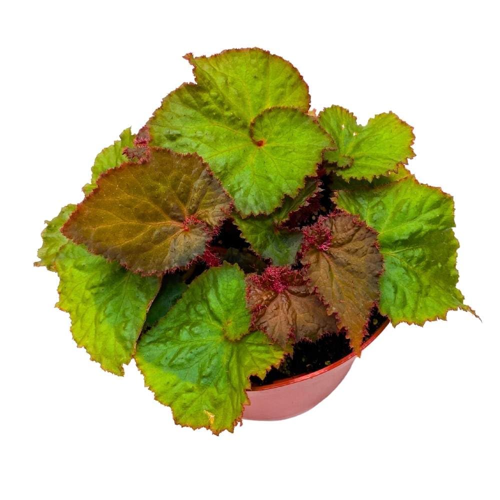 Midnight Magic Begonia Rex Brown Green Spiral Leaves