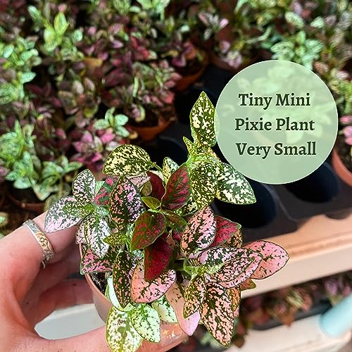 Polka-dot-Plant, Hypoestes phyllostachya, Live in a 2 inch Pot Tiny Mini Pixie Plant