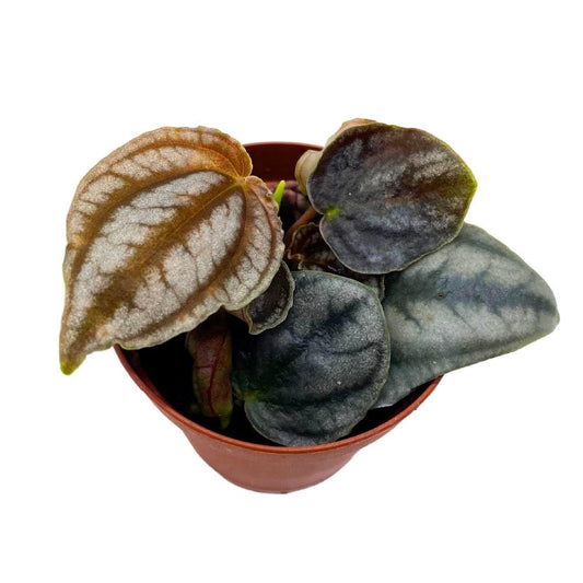 Peperomia Turboensis 2 inch Dark Metallic Pep