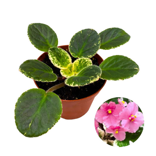 Harmony Foliage African Violet Playful Kisses Variegated 4 inch Pink Flower