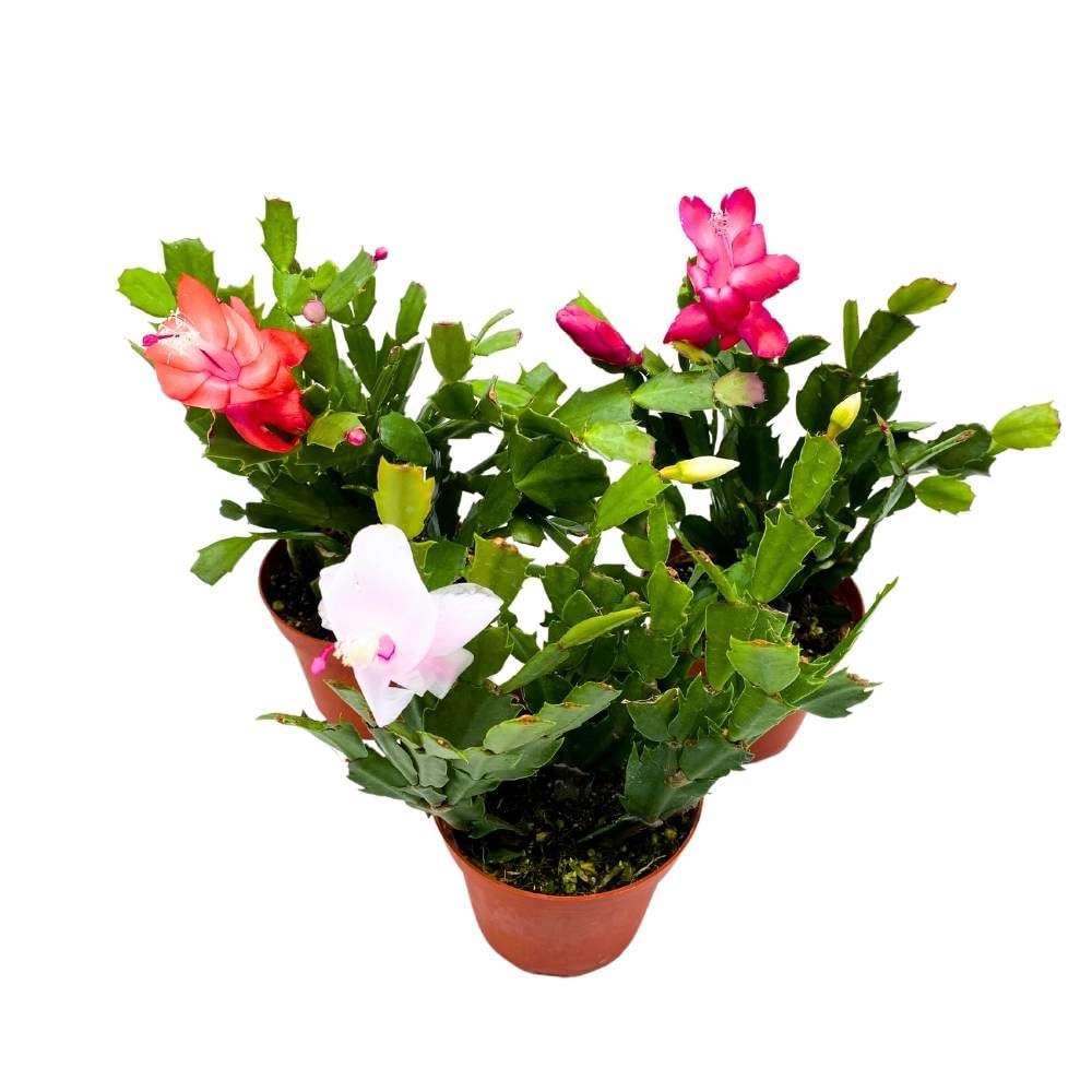 Christmas Cactus Assortment, 4 inch Set of 3 Holiday Cactus Thanksgiving, Easter Cactus, Seasonal Flowering