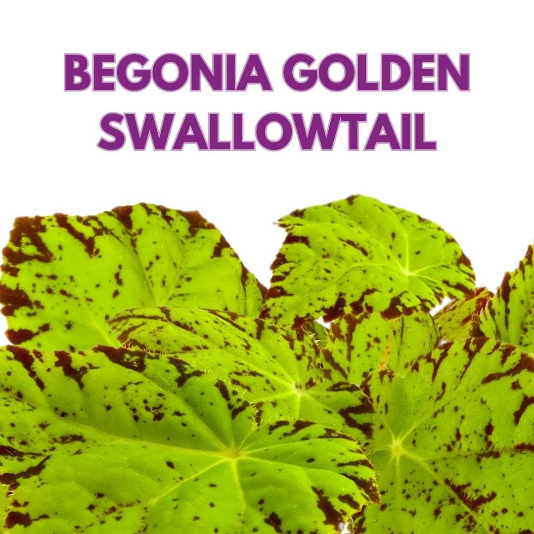 Harmony Foliage Begonia Golden Swallowtail 4 inch Rhizomatous