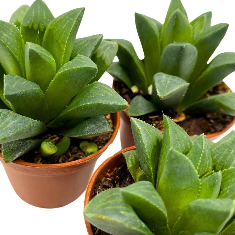 Haworthia African Emeralds, 2 inch Set of 3, Haworthia Retusa Tiny Mini Pixie Plants